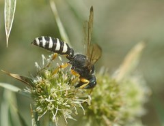 Cerceris tuberculata