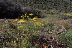 Senecio harveianus