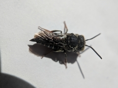 Coelioxys rufitarsis