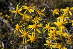 Senecio harveianus
