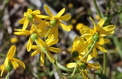 Senecio harveianus