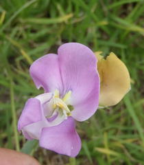 Vigna vexillata vexillata