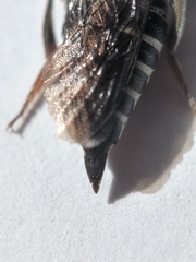 Coelioxys rufitarsis