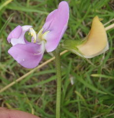 Vigna vexillata vexillata