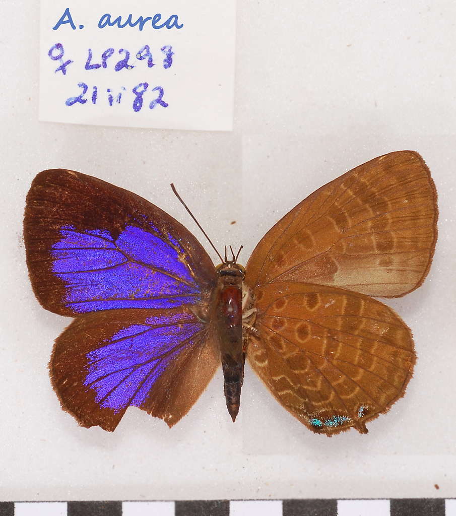 Long-celled Oakblue
