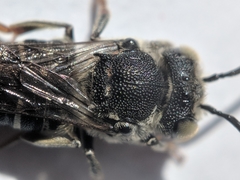 Coelioxys rufitarsis