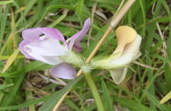 Vigna vexillata vexillata