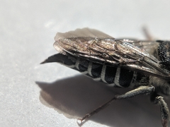 Coelioxys rufitarsis