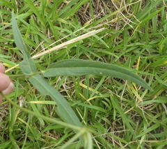 Vigna vexillata vexillata
