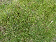 Vigna vexillata vexillata