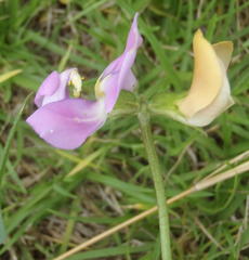 Vigna vexillata vexillata