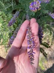 Amorpha canescens