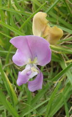 Vigna vexillata vexillata