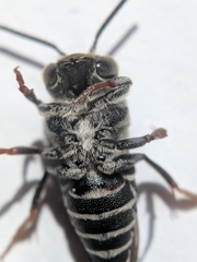 Coelioxys rufitarsis