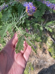 Amorpha canescens