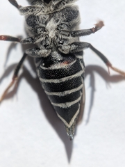 Coelioxys rufitarsis