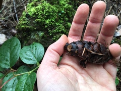 Ciboria rufofusca