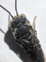Coelioxys rufitarsis