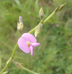Tephrosia capensis