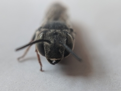 Coelioxys rufitarsis