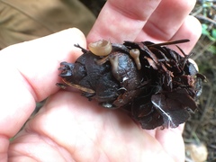 Ciboria rufofusca