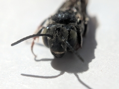 Coelioxys rufitarsis