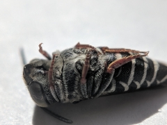 Coelioxys rufitarsis