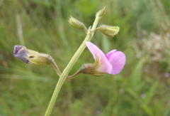 Tephrosia capensis