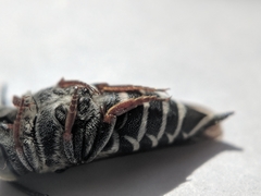 Coelioxys rufitarsis