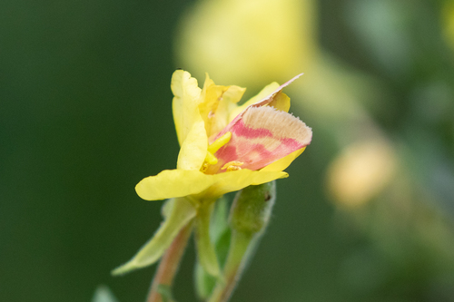Primrose Moth photo 5