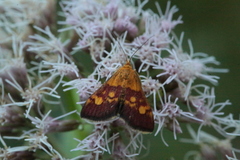 Pyrausta falcatalis