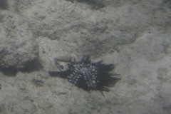 Echinothrix