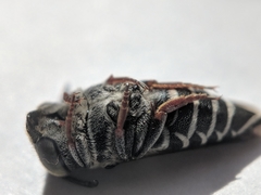 Coelioxys rufitarsis