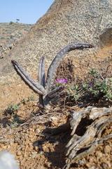 Quaqua pruinosa