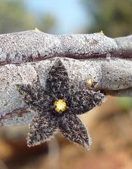 Quaqua pruinosa