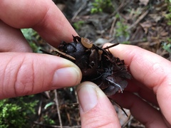Ciboria rufofusca