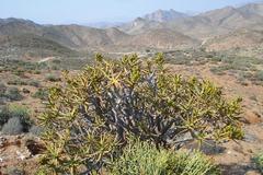 Aloidendron ramosissimum