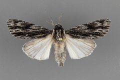 Acronicta edolata