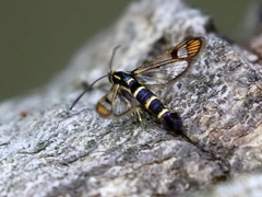 Synanthedon conopiformis