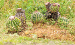 Melocactus curvispinus