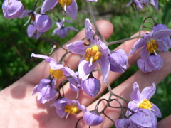 Solanum dulcamaroides