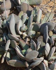 Crassula cotyledonis