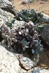 Crassula cotyledonis