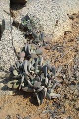 Crassula cotyledonis