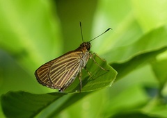 Parphorus decora