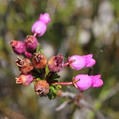 Erica obliqua