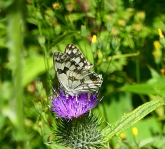 Melanargia