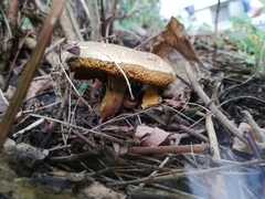 Xerocomus subtomentosus
