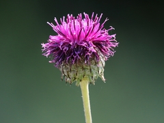 Jurinea glycacantha