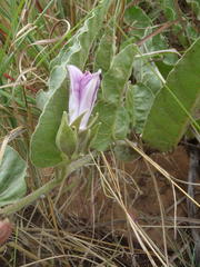 Ipomoea ommanneyi